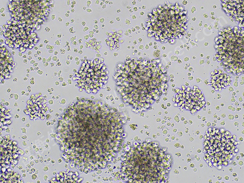 原代細(xì)胞培養(yǎng)、復(fù)蘇及無菌操作過程