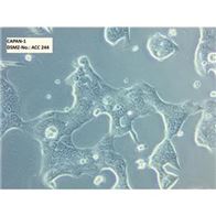 Ca759小鼠乳腺癌细胞