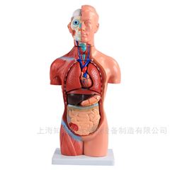 醫博 女性軀干模型（42cm 15件)