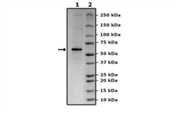 XIAP, FLAG-Tag Recombinant