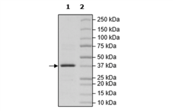 MCL1, His-Tag Recombinant