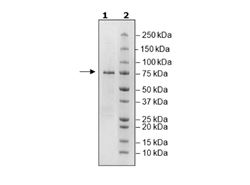 p53 (Y220C), GST-Tag Recombinant