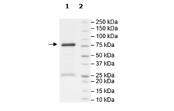 p53, GST-Tag Recombinant