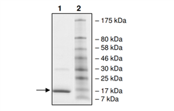 XIAP (Bir3), His-tag Recombinant