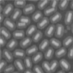 MSNRs，介孔二氧化硅纳米棒