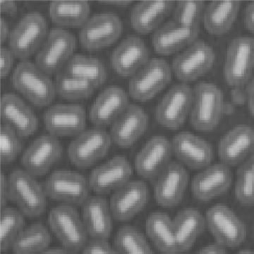 MSNRs，介孔二氧化硅納米棒