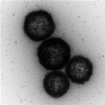 HMCuSNPs，中空介孔硫化銅納米顆粒