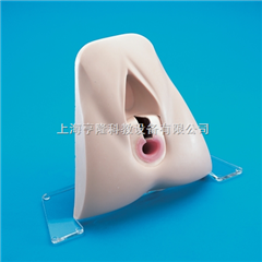 肛門(mén)括約肌修復(fù)訓(xùn)練模型