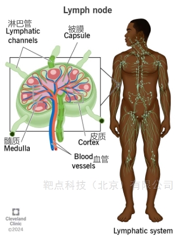 淋巴結(jié)巨噬細(xì)胞知多少？
