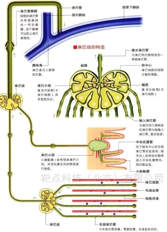 淋巴結(jié)巨噬細(xì)胞知多少？