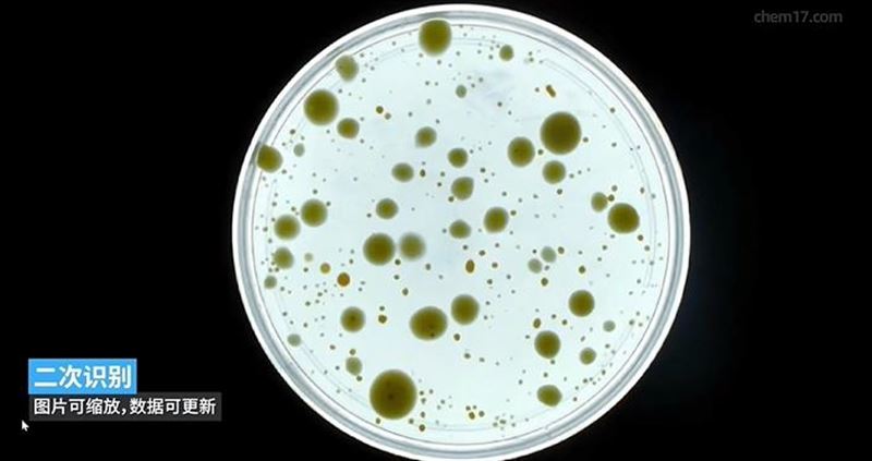微生物菌落分析仪实测：国标合规，一键导出检测报告