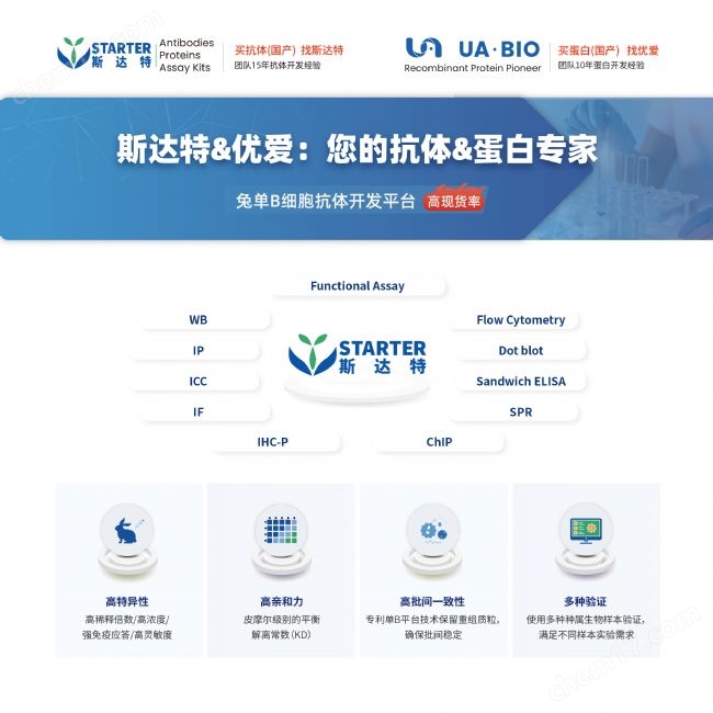 MMP-2 重組蛋白，小鼠，His標簽