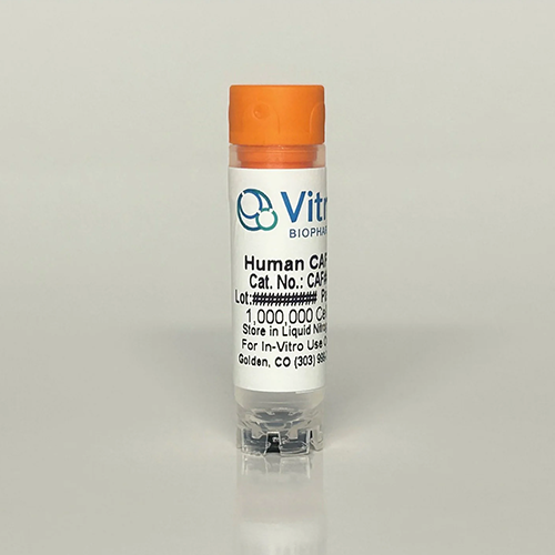 胰腺癌研究私藏！Vitro Biopharma CAF08人胰腺CAFs細(xì)胞：高活性×可靠之選