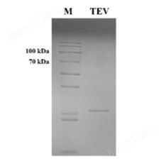 弦華生物tev 蛋白酶