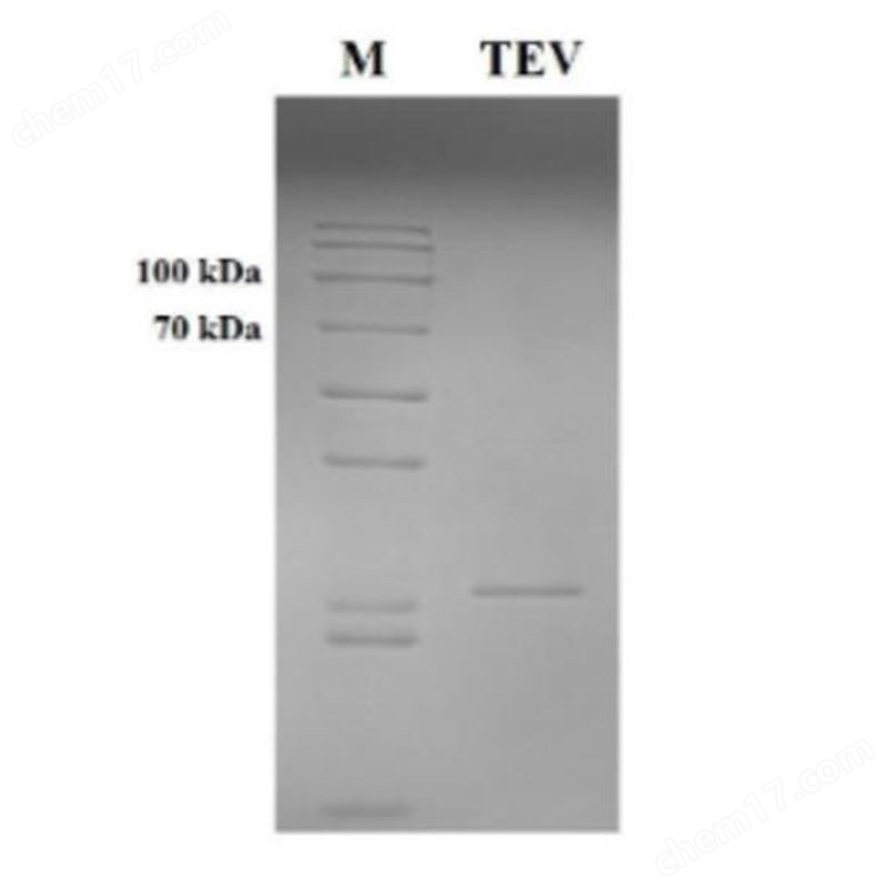 弦華生物tev 蛋白酶