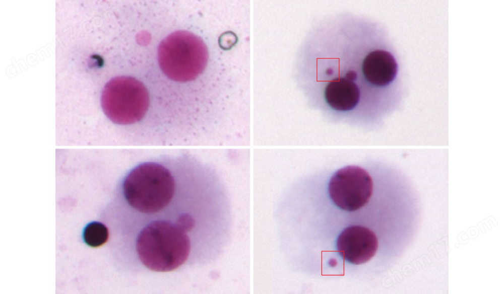 蔡司遺傳學(xué)研究自動(dòng)化成像解決方案