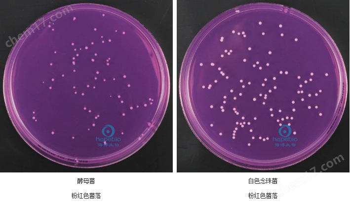84254885.png 青島海博玫瑰紅鈉瓊脂培養(yǎng)基