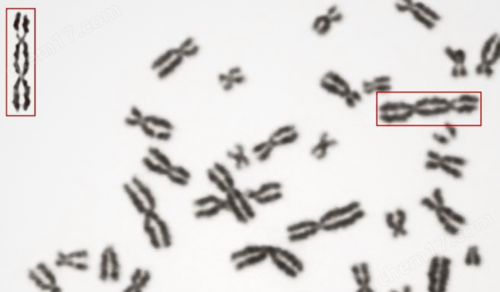 蔡司遺傳學(xué)研究自動(dòng)化成像解決方案