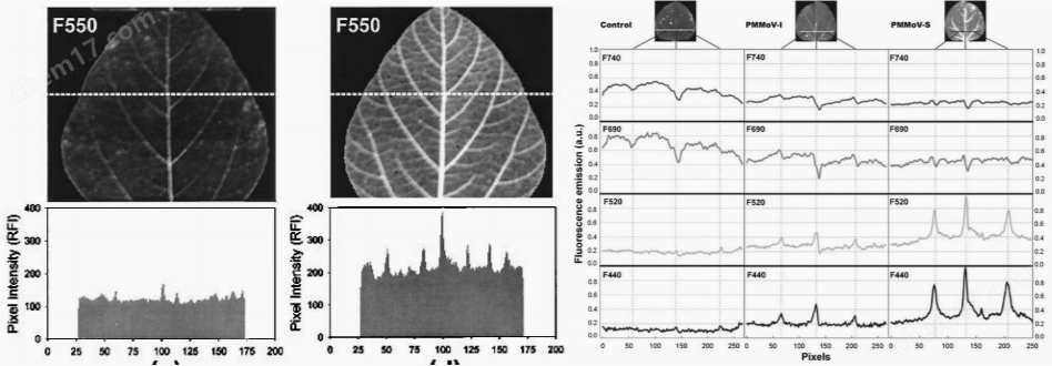FluorTron-MCF 植物多光譜熒光成像系統