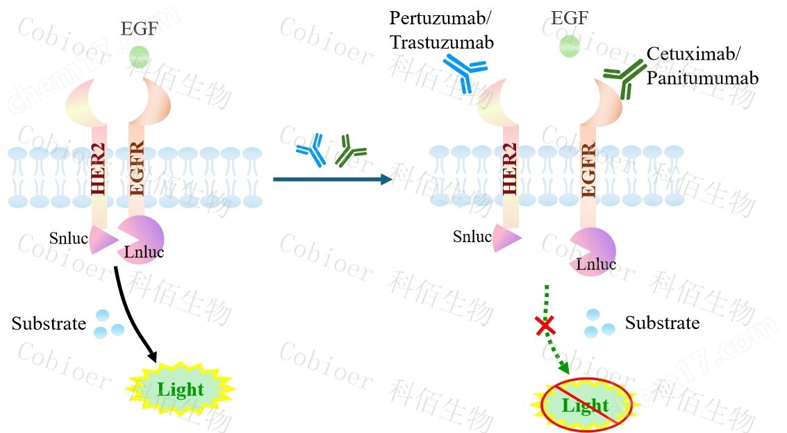 原理-74476.jpg EGFR & ERBB2 Dimerization CHO