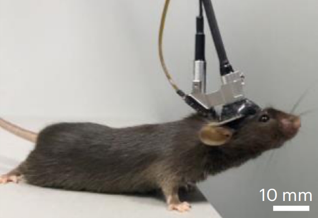 腦科學&ldquo;彩色視界&rdquo;：北大團隊成功研制多色微型化雙光子顯微鏡