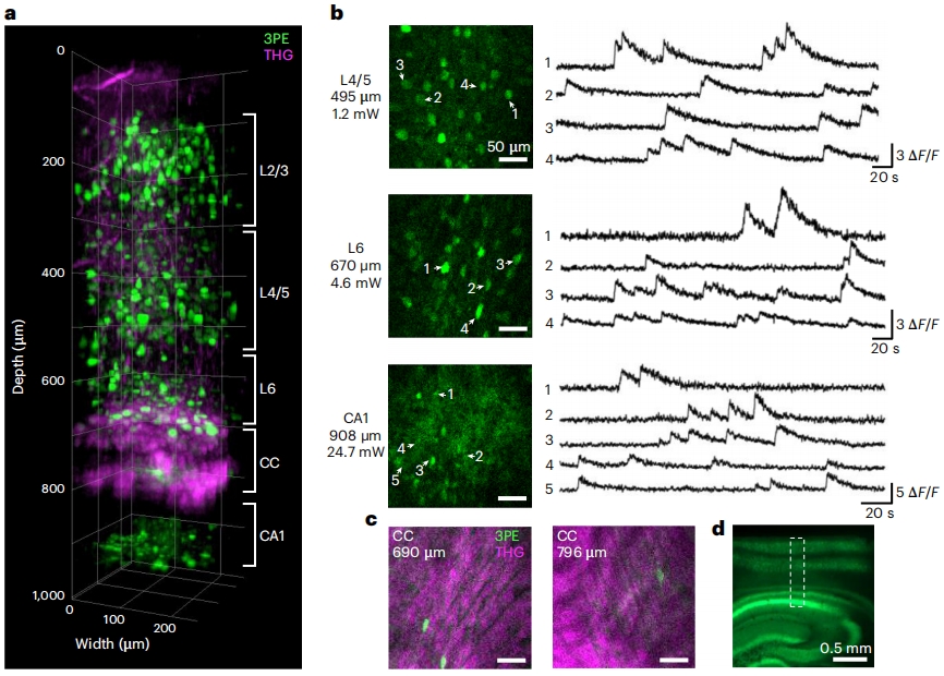 腦科學&ldquo;彩色視界&rdquo;：北大團隊成功研制多色微型化雙光子顯微鏡