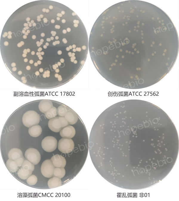 3%氯化鈉胰蛋白胨大豆瓊脂的微生物質控結果