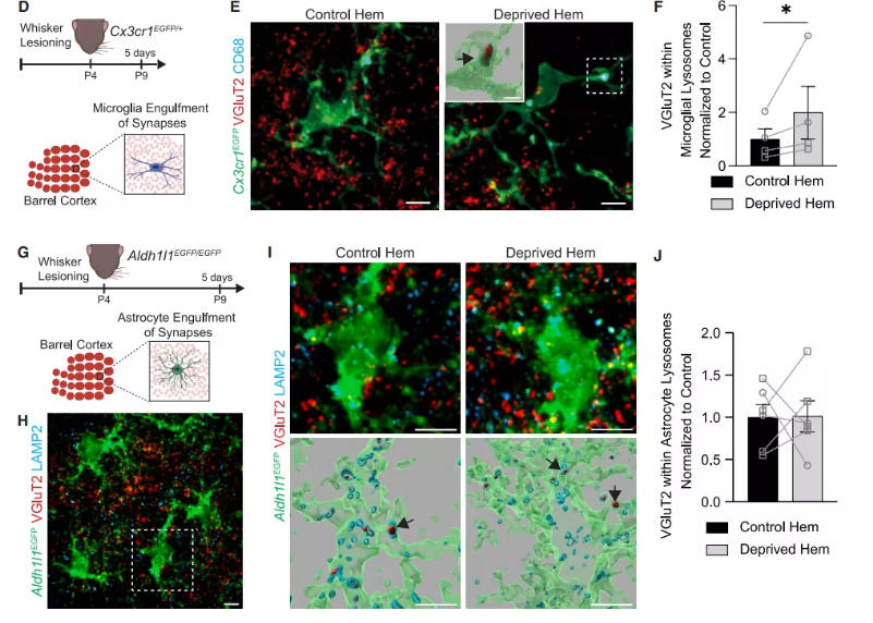 《Cell》:小胶质细胞-星形胶质细胞Wnt信号调节发育期突触清除