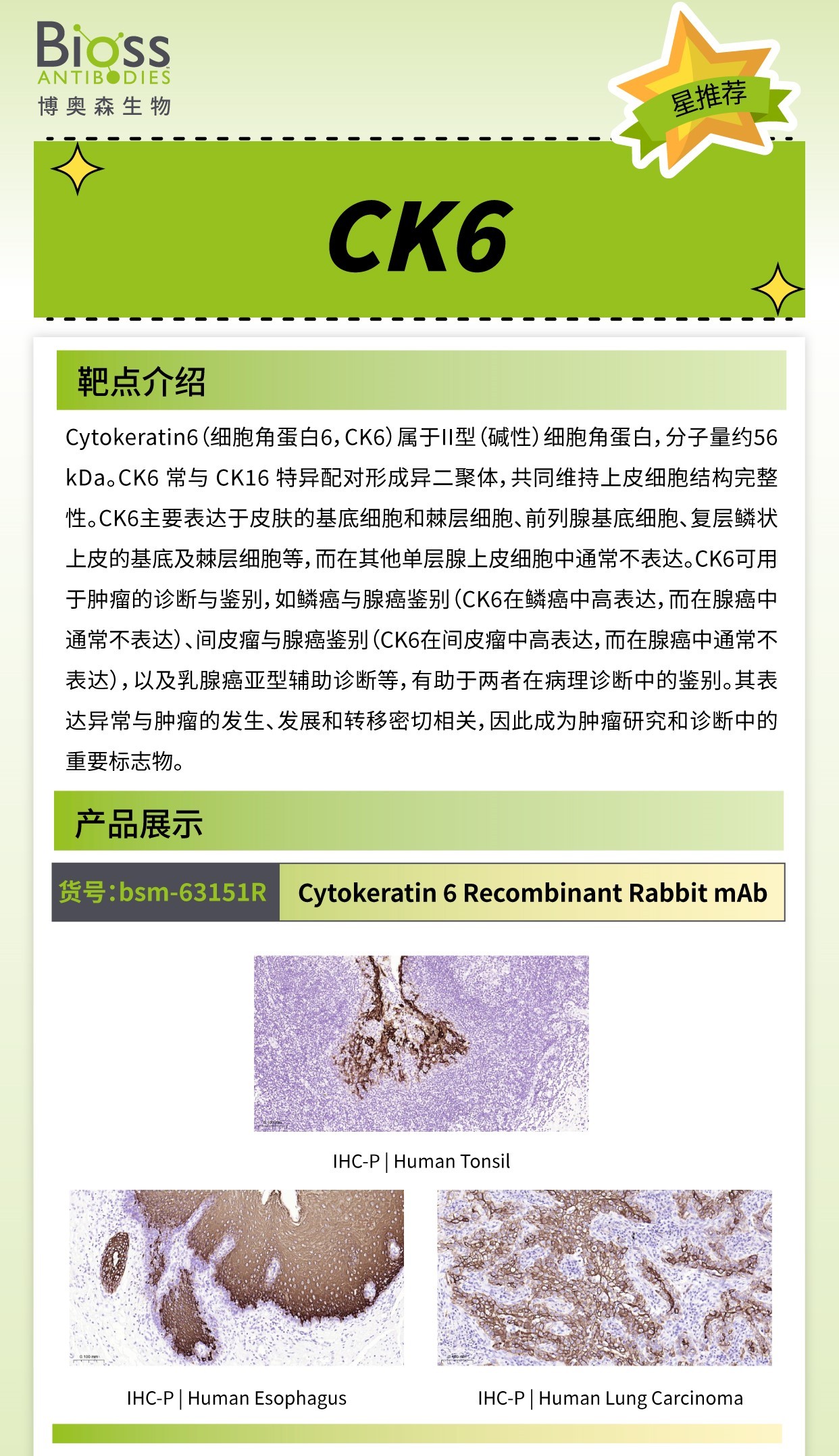 Cytokeratin-6 v1.jpg