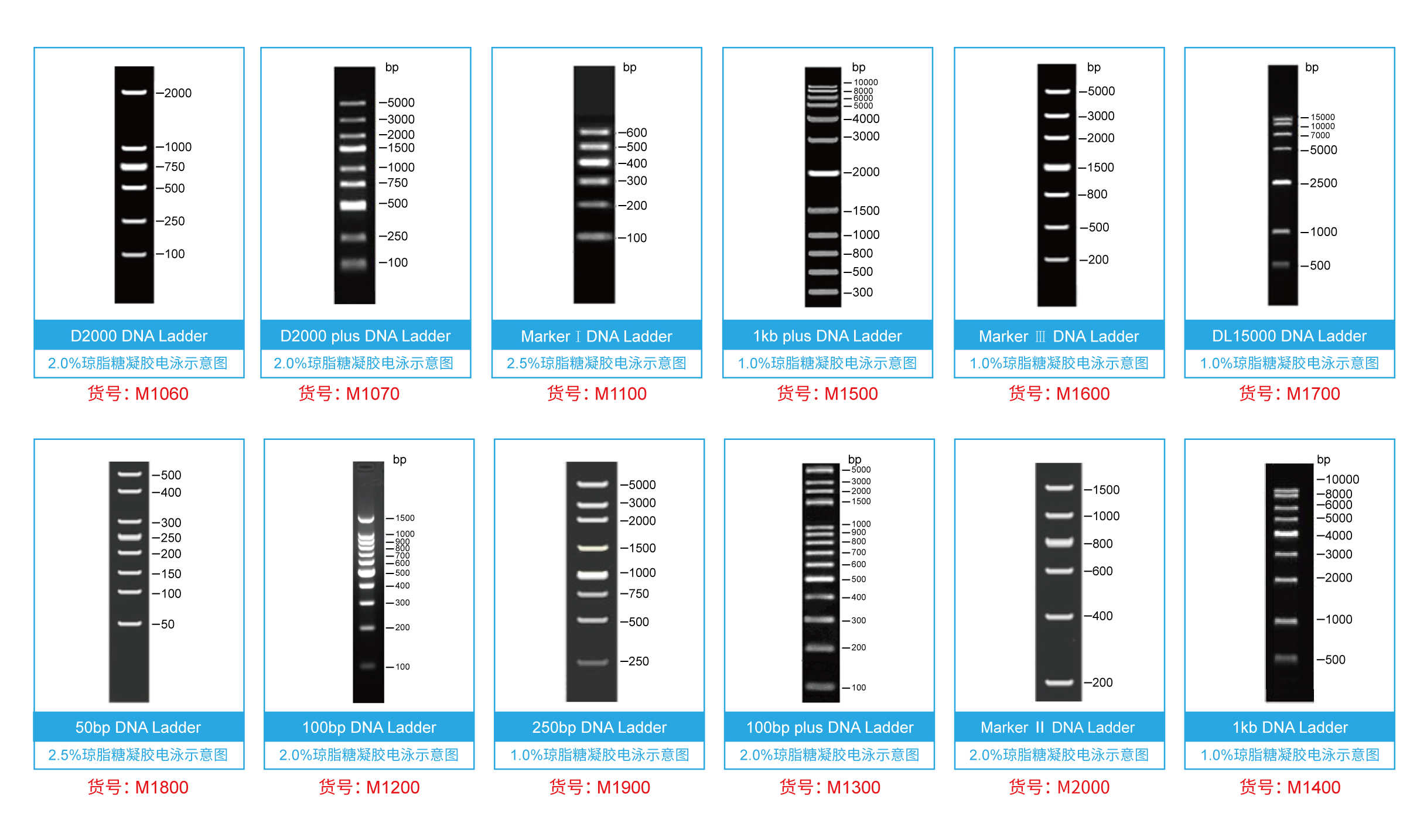D2000 plus DNA Ladder电游示意图