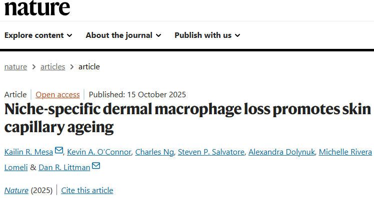 《Nature》:真皮巨噬細(xì)胞缺失促進(jìn)皮膚毛細(xì)血管衰老