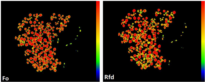 步履不停！又一套葉綠素熒光成像系統落地上海頂尖科研機構