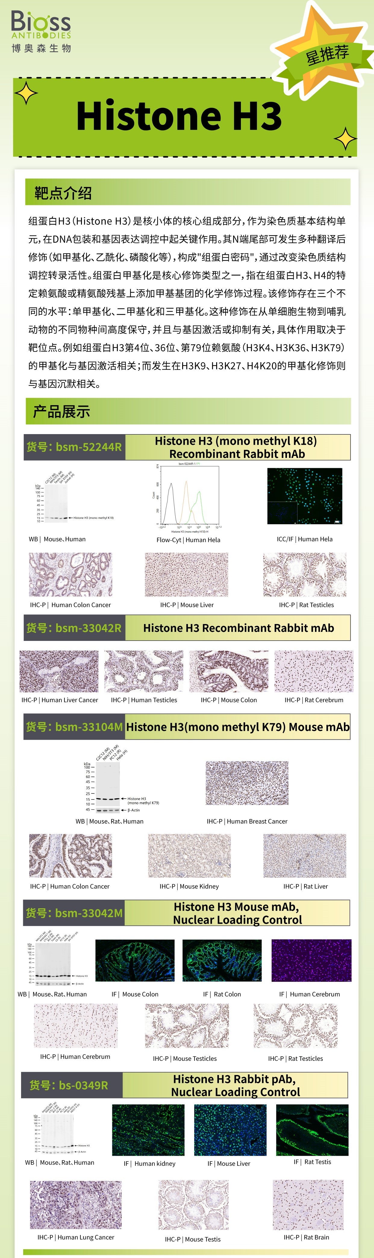 Histone-H3 v1.jpg Histone-H3 v1.jpg