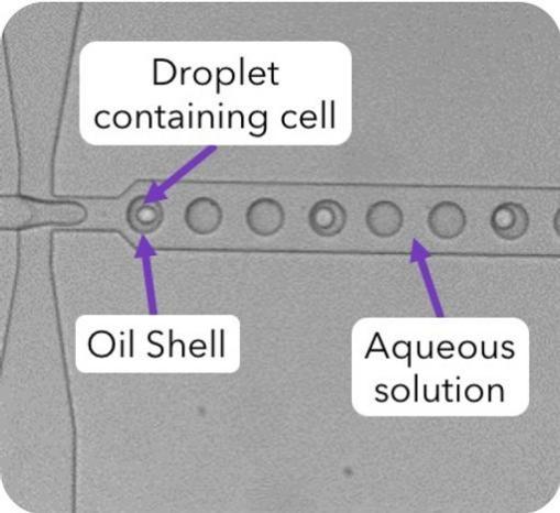 34.jpg 点成干货 | 用于高通量细胞和蛋白质封装的液滴微流体技术