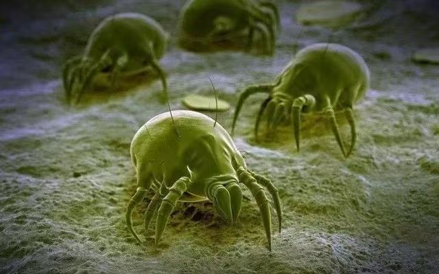 螨虫图片.jpg 全新上市:居家螨虫检测试剂盒