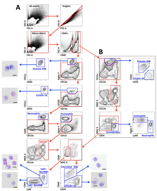 小鼠肺脏巨噬细胞和DC细胞文献参考圈门解决方案