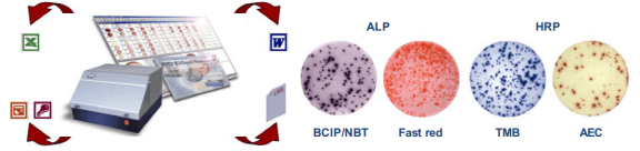 image.png 德国AID酶联免疫斑点分析仪 AID ELISPOT Reader 产品介绍
