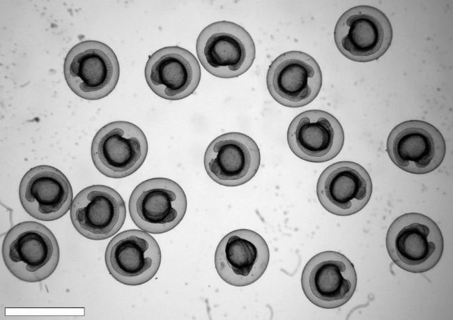 显微课堂 | 利用快速高对比度成像改进斑马鱼-胚胎筛查
