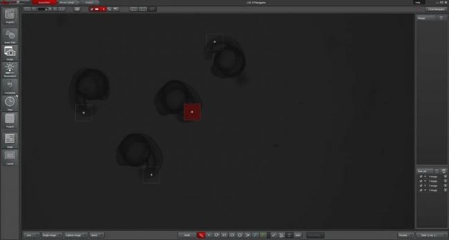 显微课堂 | 利用快速高对比度成像改进斑马鱼-胚胎筛查