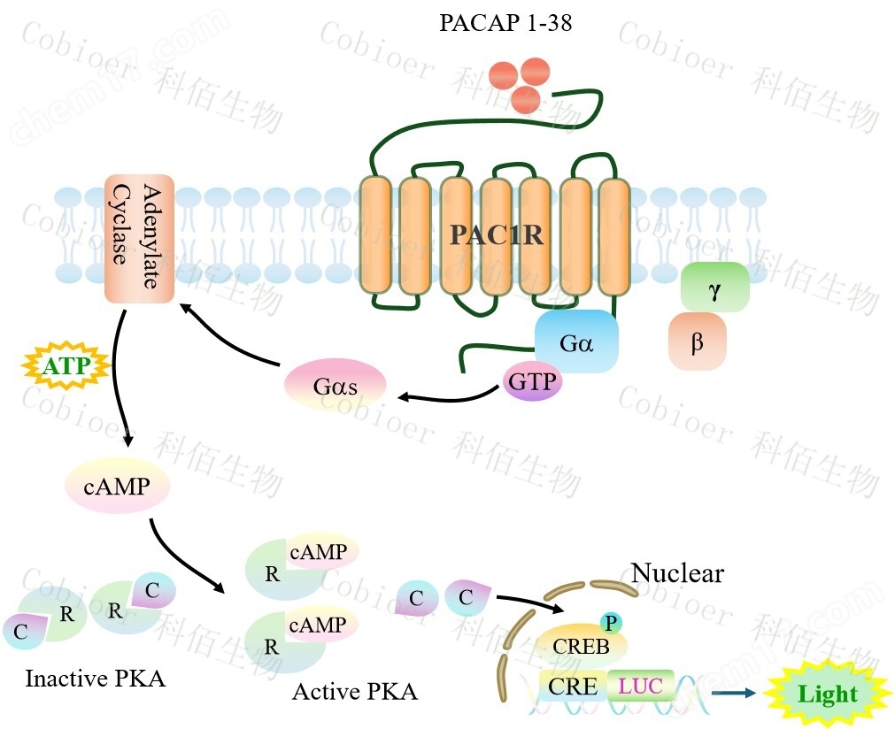 原理-71454.jpg PAC1R/CRE-Luc/HEK293
