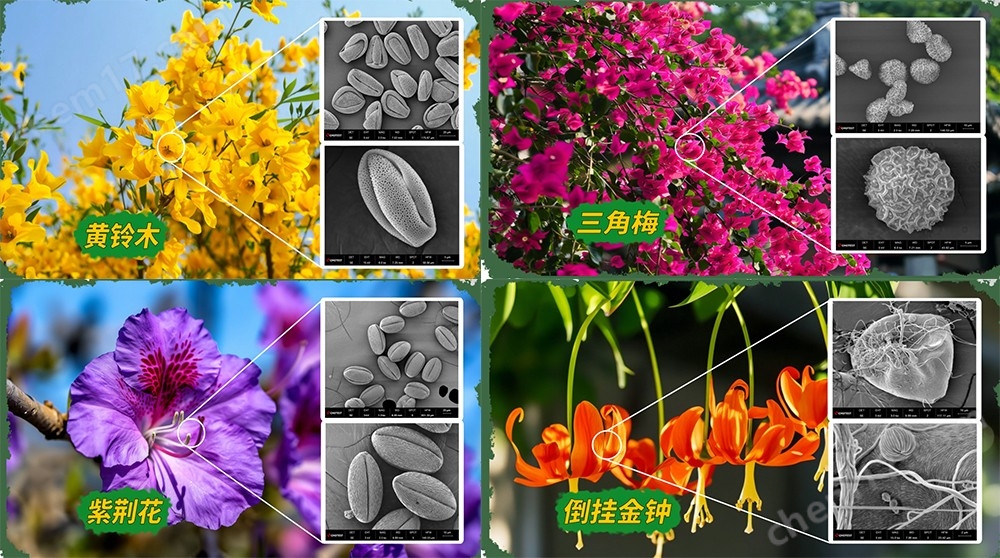 未標題-1.jpg 國產(chǎn)SEM掃描電子顯微電鏡