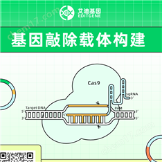 基因敲除載體構建