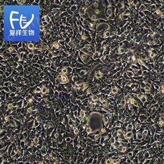 人胚腎細(xì)胞 表達(dá)SV40大T抗原 293FT (STR)