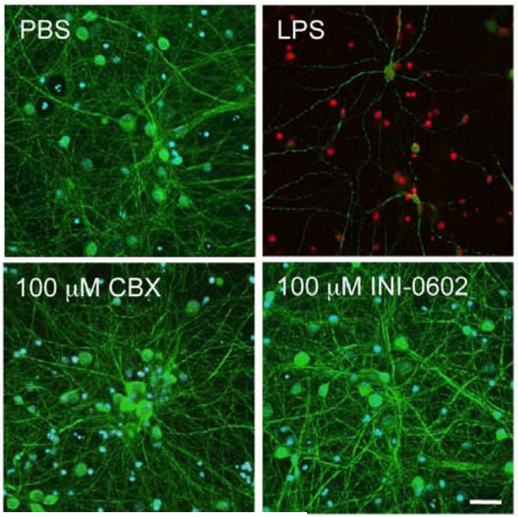 新型抑制劑INI-0602