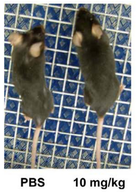 新型抑制劑INI-0602