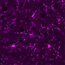 抗Iba1, 重組兔源單克隆抗體（6A4）