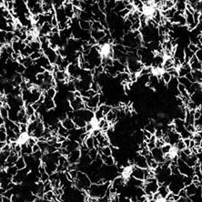 抗Iba1, 重組兔源單克隆抗體（6A4）