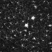 抗Iba1, 重組兔源單克隆抗體（6A4）