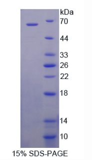 image.png KIR3DL2抗原;KIR3DL2重组蛋白多种属
