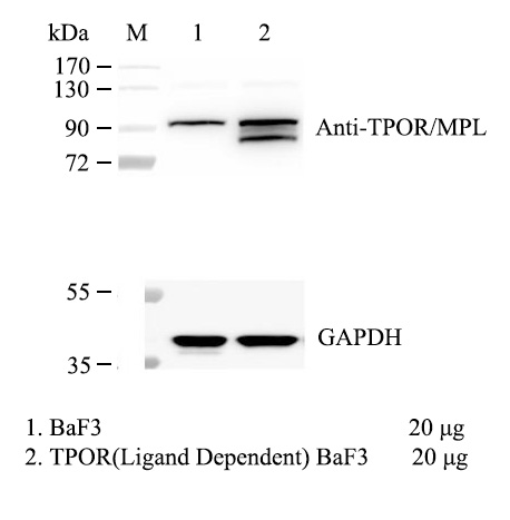 TPOR（Ligand Dependent）/BaF3